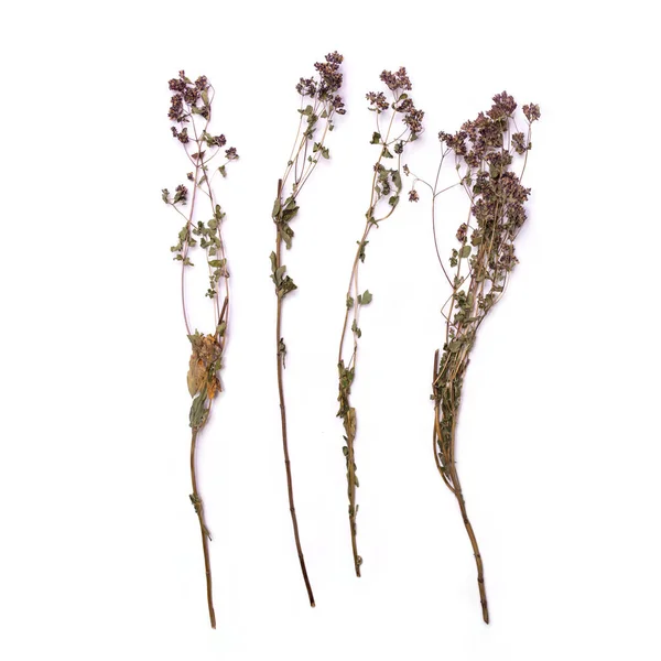 바탕에 헤더의 Calluna Vulgaris 위에서 — 스톡 사진