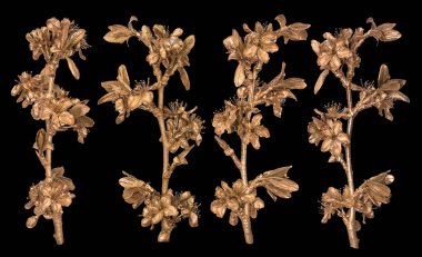 Siyah arka plan üzerine izole altın sakura şube kümesi. Boyalı çiçek.