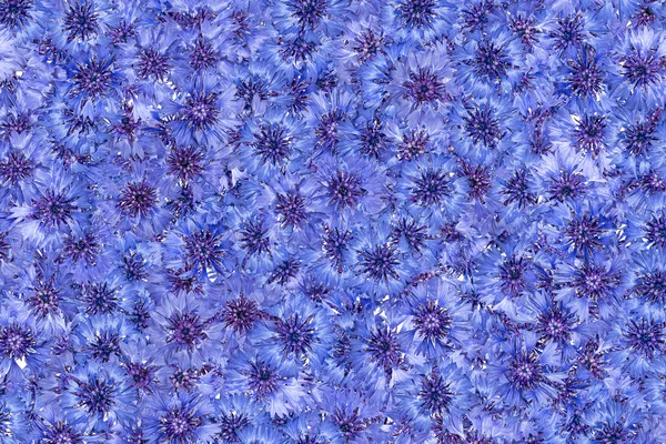 Cornflowers Pattern Blue Flowers Background Natural Texture — Stock Photo, Image