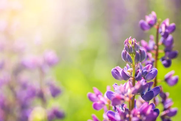 Bloeiende Lupine Bloemen Een Veld Van Lupine Violet Voorjaar Zomer — Stockfoto