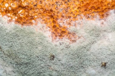 Doğal doku kalıp meyve. Çürük arka plan