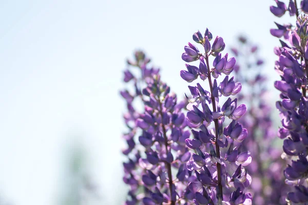 Fleurs Lupin Fleurs Champ Lupins Fleurs Violettes Printemps Été Couleurs — Photo