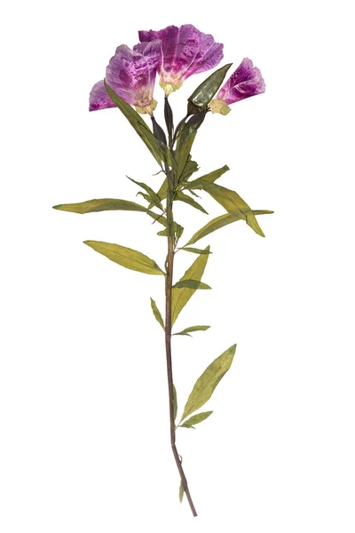 Dried Pressed Flowers Herbarium Purple Flowers Godetia Flower Isolated — Stock Photo, Image