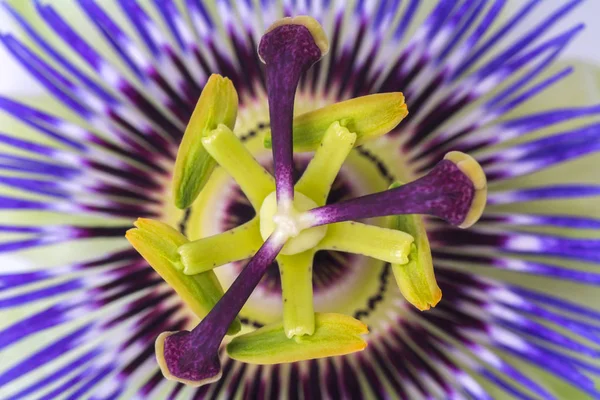 Passiflora Passiflora Cerca Gran Flor Hermosa — Foto de Stock