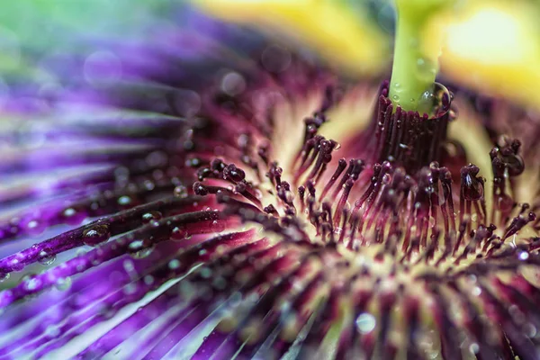 Passiflora Violetta. Gran pasiflora brillante con gotas de agua. Macro tiro — Foto de Stock