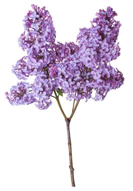 Beyaz arka plan üzerinde izole leylak dalı. Güzel bahar çiçekleri