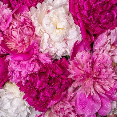 İçinde su damlaları olan bir buket şakayık. Bahar menekşeleri