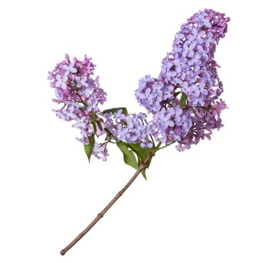 Leylak dalı beyaz arka plan üzerinde izole. Güzel bahar akışı