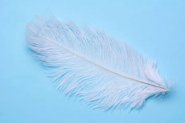 Pena de cisne branco em um fundo azul — Fotografia de Stock
