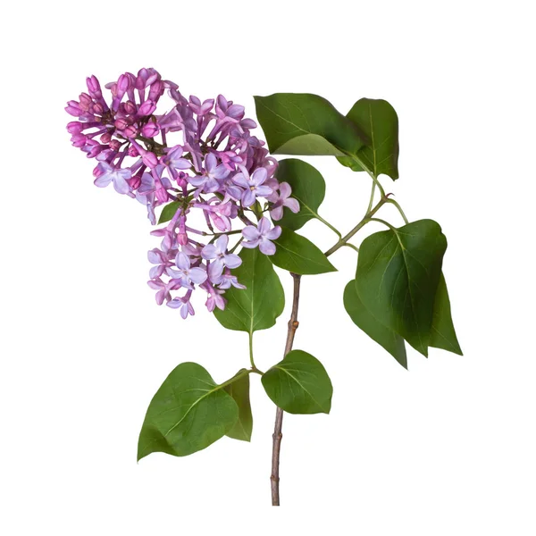 Lilac ág elszigetelt fehér alapon. Gyönyörű rugóáramlás — Stock Fotó