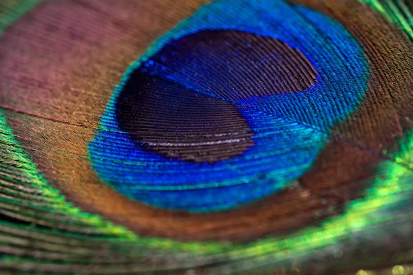 Hermoso fondo de pluma de pavo real. Textura de primer plano — Foto de Stock