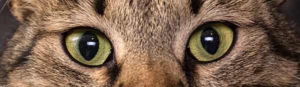 Крупный План Кошачьих Глаз Коричневая Кошка — стоковое фото