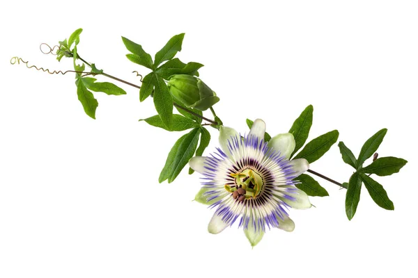 Beyaz arka planda tomurcuklanan Passiflora (tutku çiçeği). Kocaman güzel bir çiçek. Bir dal sarmaşık tomurcuğu.