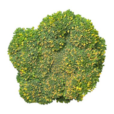 Brokoli makro fotoğraf. Sebze dokusu.