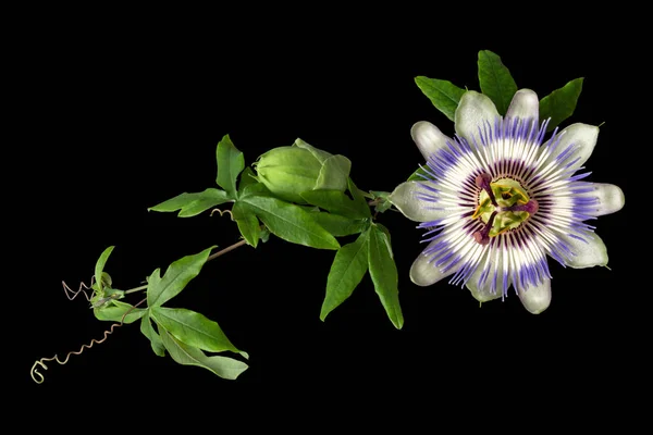 Passiflora Passionflower Com Isolado Sobre Fundo Preto Uma Flor Grande — Fotografia de Stock