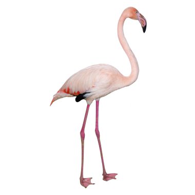 Pembe flamingo beyaz arka planda izole edilmiş. Güzel kuş.