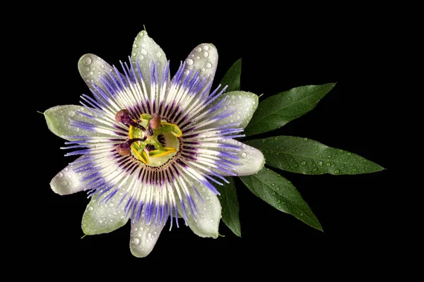 Passiflora Passionflower Com Gotas Água Isoladas Sobre Fundo Preto Grande — Fotografia de Stock