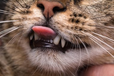 Kahverengi kedi dilini çıkardı. Dişlerine odaklan..