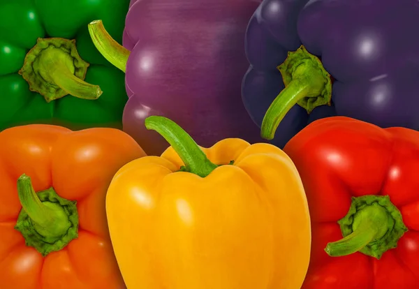 Nachdem Wann Man Eine Paprika Erntet Bestimmt Sie Welche Farbe — Stockfoto