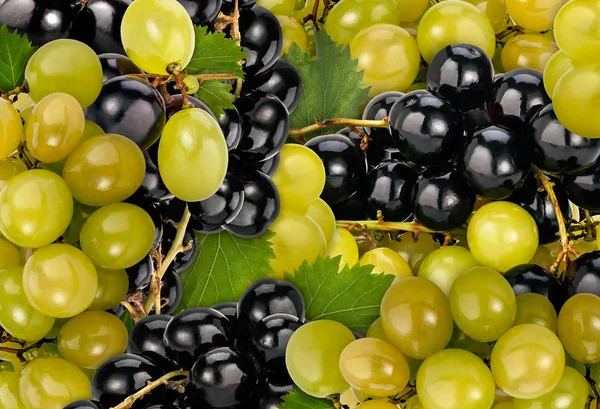 Viel Reife Schwarze Hamburger Muskateller Und Weiße Italienische Muskat Trauben — Stockfoto