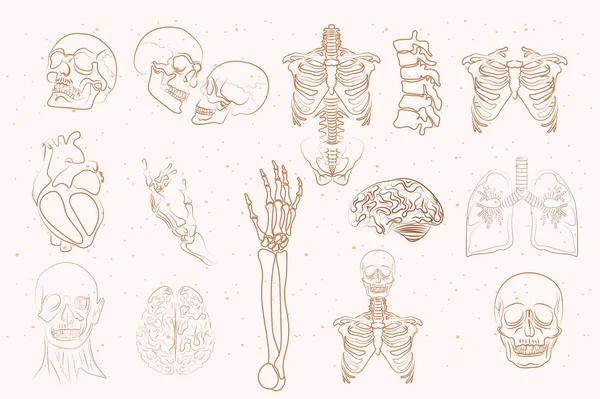 Набор Анатомических Элементов Одной Строке Человеческий Скелет Внутренние Органы Череп — стоковый вектор