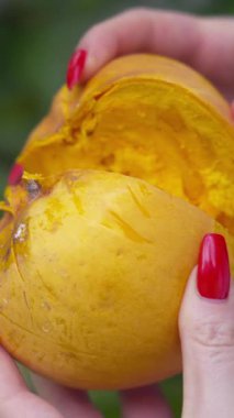 Taze toplanmış yumurta meyvesi, diğer adıyla teneke kutu, tropik hasat sırasında dişilerin elinde tutulur. Parlak sarı posa ve zengin doku olgunluğunu, tatlılığını ve doğal bahçe kökeni vurgular..