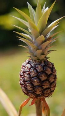 Bu parlak gökyüzünün altında yemyeşil ve canlı bir bahçede sergilenen genç bir ananas meyvesinin yakın plan görüntüsü.