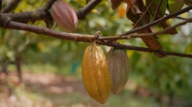 Kakao kabukları tropik bir ağacın gövdesinde olgunlaşır ve kakao çiftliğinde hasat için hazırdır. Bu ürün, ekvator ülkelerinde yetiştirilen ve ihraç edilen çikolata ve kakaonun ham tabanıdır..