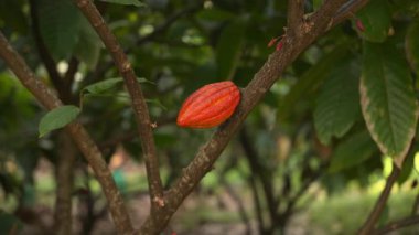 Kakao kabukları tropik bir ağacın gövdesinde olgunlaşır ve kakao çiftliğinde hasat için hazırdır. Bu ürün, ekvator ülkelerinde yetiştirilen ve ihraç edilen çikolata ve kakaonun ham tabanıdır..
