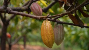 Kakao kabukları tropik bir ağacın gövdesinde olgunlaşır ve kakao çiftliğinde hasat için hazırdır. Bu ürün, ekvator ülkelerinde yetiştirilen ve ihraç edilen çikolata ve kakaonun ham tabanıdır..