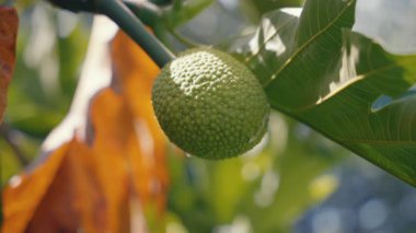 Hawaii 'de bir ağacın üzerinde ekmek meyvesinin yakın çekimi. Tropik meyve bahçesi hasadı Polinezya kültürünü, yerel çiftçiliği ve ada geleneklerini sembolize eder. Tarım, egzotik gıda ve sürdürülebilir yaşam kavramı