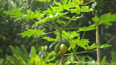 Papaya ağacı, tropik bir meyve bahçesinde olgunlaşan meyvelerle. Egzotik tarım sahnesi tarımı ve doğal tarımı ön plana çıkarıyor. Sağlıklı beslenme, organik tarım ve tropikal yaşam tarzının sembolü.
