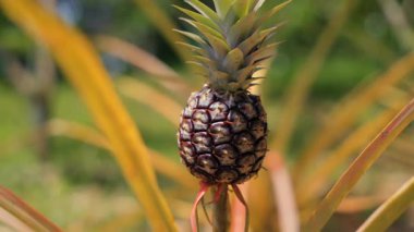 Ananas, hasat için hazırlanmış tropikal tarlalarda dimdik ayakta duruyor. Egzotik meyveler tarım, tarım ve ihracat üretimini temsil ediyor. Taze mahsul, doğal beslenme ve kırsal yaşam tarzını ön plana çıkarıyor