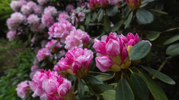 Piękny Wiosenny kwiat rododendronów w parku Pruhonice Praga. — Zdjęcie stockowe