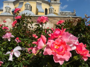 Madrid'de çiçek açan güller ve çeşmeler ile Park