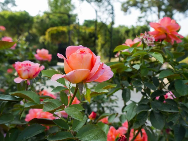 Parque com rosas florescentes e fontes em Madrid — Fotografia de Stock