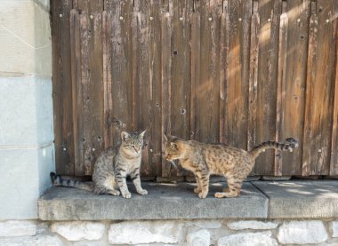 Gürcistan'da arnavut kaldırımlı bir sokakta sevimli kedi