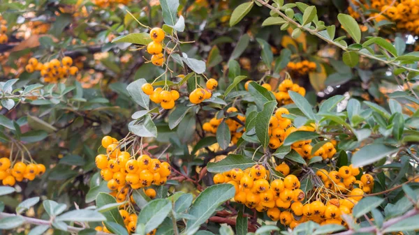 Bush of orange rowan berries close-up — Stock Photo, Image