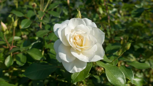 stock image White rose on a rose bush close-up