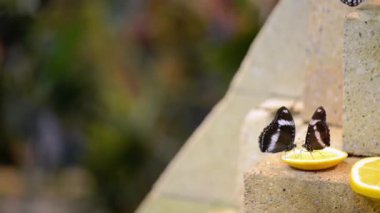 portakal yeme kelebek