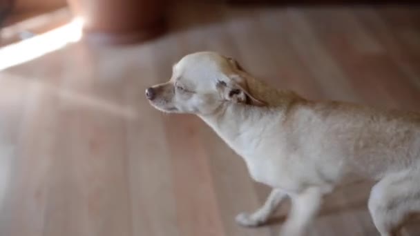 Perro pequeño en interiores — Vídeo de stock