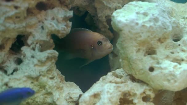 在水族馆的鱼 — 图库视频影像