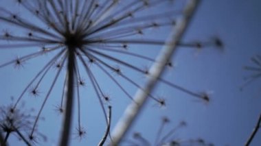 Bir alanda dev hogweed