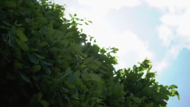 Strom listů a slunce — Stock video