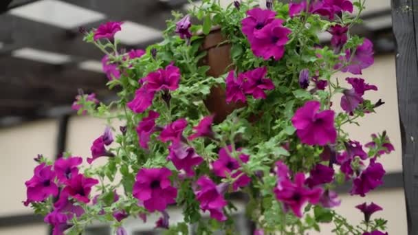 Petunia цветы в доме — стоковое видео