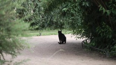 Kara kedi bir bahçe veya park yürüyüş