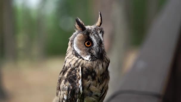 长耳的鸮 — 图库视频影像