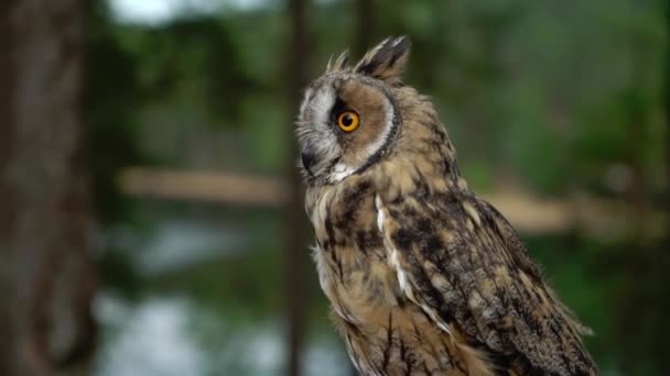 Hosszú füles owl — Stock videók
