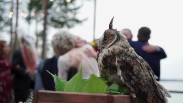 Long Eared Owl Upacara Pernikahan Pengantin Wanita Dan Pengantin Pria — Stok Video