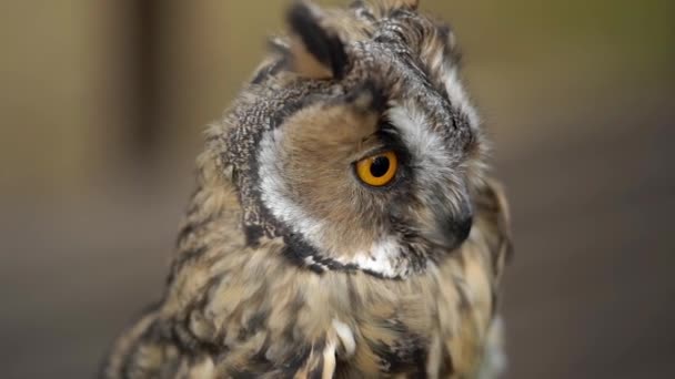Länge eared owl — Stockvideo